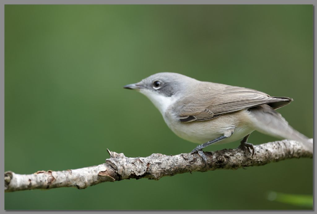 Bigiarella (Sylvia curruca)